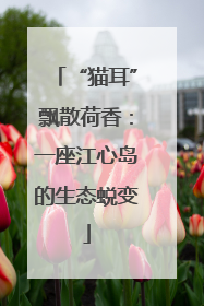 “猫耳”飘散荷香：一座江心岛的生态蜕变