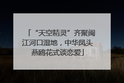 “天空精灵”齐聚闽江河口湿地，中华凤头燕鸥花式谈恋爱