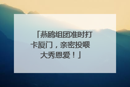 燕鸥组团准时打卡厦门，亲密投喂大秀恩爱！