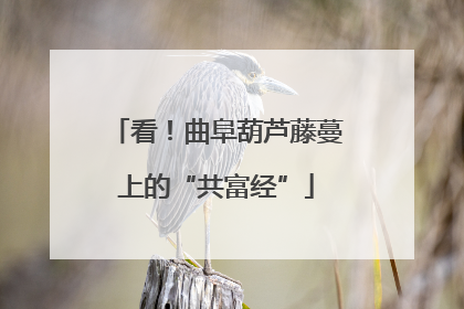 看！曲阜葫芦藤蔓上的“共富经”