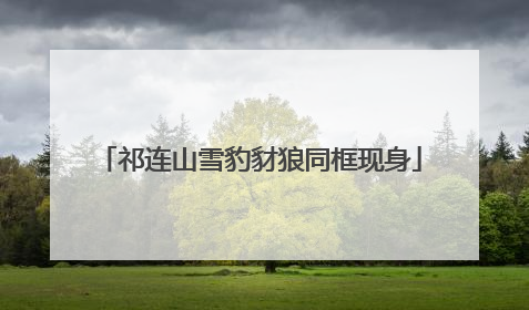 祁连山雪豹豺狼同框现身