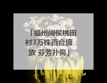 福州闽侯桃田村3万株百合盛放 芬芳扑鼻