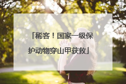 稀客！国家一级保护动物穿山甲获救