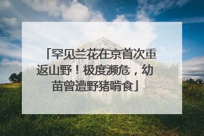 罕见兰花在京首次重返山野！极度濒危，幼苗曾遭野猪啃食