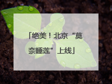 绝美！北京“莫奈睡莲”上线