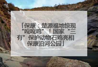保康：楚源福地惊现“嘎嘎鸡”！国家“三有”保护动物石鸡亮相保康沿河公园