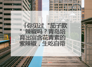 你见过“茄子款”辣椒吗？青岛培育出富含花青素的紫辣椒，生吃自带水果甜