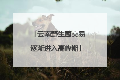 云南野生菌交易逐渐进入高峰期