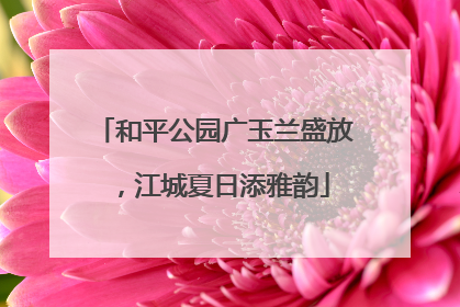 和平公园广玉兰盛放，江城夏日添雅韵