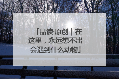 品读·原创｜在这里，永远想不出会遇到什么动物