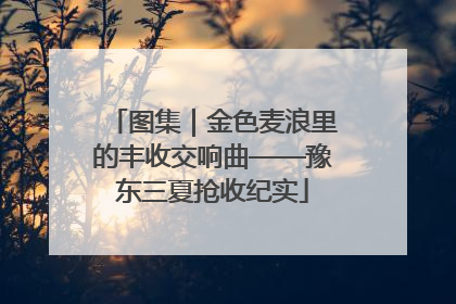 图集｜金色麦浪里的丰收交响曲——豫东三夏抢收纪实