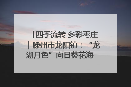 四季流转 多彩枣庄｜滕州市龙阳镇：“龙湖月色”向日葵花海 绘就乡村振兴新画卷