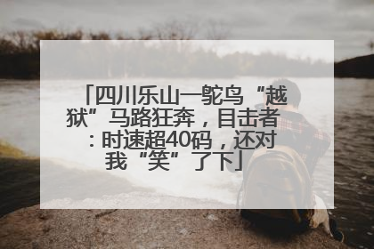 四川乐山一鸵鸟“越狱”马路狂奔，目击者：时速超40码，还对我“笑”了下