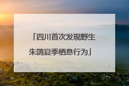 四川首次发现野生朱鹮夏季栖息行为