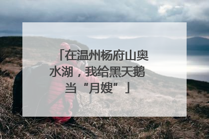 在温州杨府山奥水湖，我给黑天鹅当“月嫂”
