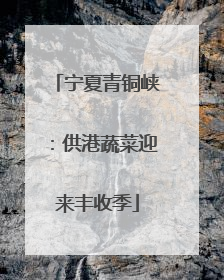 宁夏青铜峡：供港蔬菜迎来丰收季