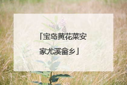 宝岛黄花菜安家尤溪畲乡