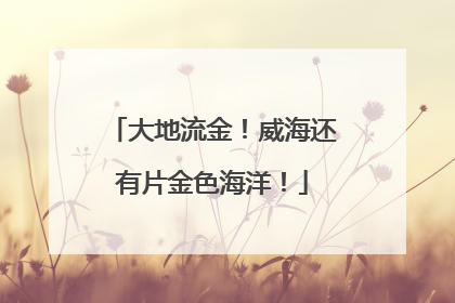 大地流金！威海还有片金色海洋！