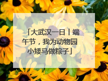 大武汉一日丨端午节，我为动物园小矮马做粽子