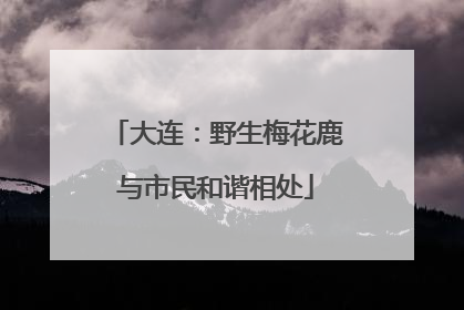 大连：野生梅花鹿与市民和谐相处