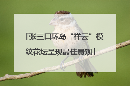 张三口环岛“祥云”模纹花坛呈现最佳景观