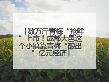 数万斤青梅“抢鲜”上市！成都大邑这个小镇靠青梅“酿出”亿元经济