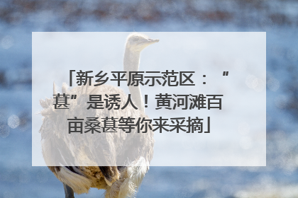 新乡平原示范区：“葚”是诱人！黄河滩百亩桑葚等你来采摘