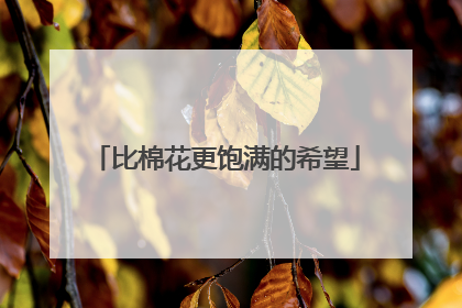 比棉花更饱满的希望