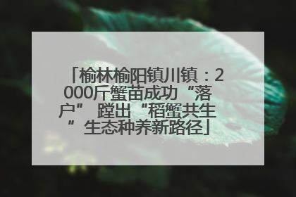 榆林榆阳镇川镇：2000斤蟹苗成功“落户” 蹚出“稻蟹共生”生态种养新路径