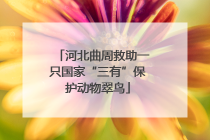 河北曲周救助一只国家“三有”保护动物翠鸟