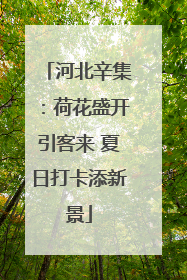 河北辛集：荷花盛开引客来 夏日打卡添新景