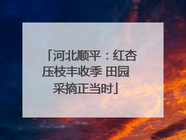 河北顺平：红杏压枝丰收季 田园采摘正当时
