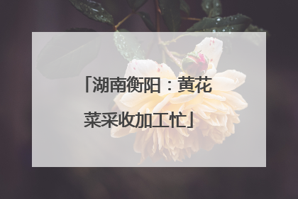 湖南衡阳：黄花菜采收加工忙