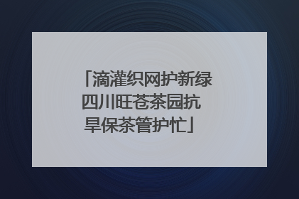 滴灌织网护新绿 四川旺苍茶园抗旱保茶管护忙