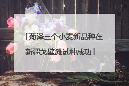 菏泽三个小麦新品种在新疆戈壁滩试种成功