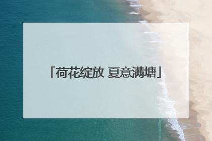 荷花绽放 夏意满塘