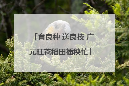 育良种 送良技 广元旺苍稻田插秧忙