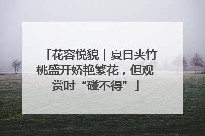 花容悦貌｜夏日夹竹桃盛开娇艳繁花，但观赏时“碰不得”