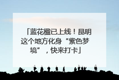 蓝花楹已上线！昆明这个地方化身“紫色梦境”，快来打卡