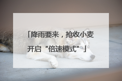 降雨要来，抢收小麦开启“倍速模式”