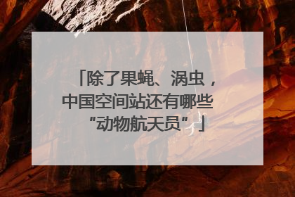 除了果蝇、涡虫，中国空间站还有哪些“动物航天员”