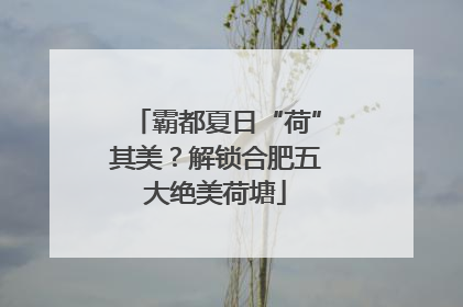 霸都夏日“荷”其美？解锁合肥五大绝美荷塘