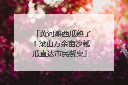 黄河滩西瓜熟了！梁山万余亩沙瓤瓜直达市民餐桌