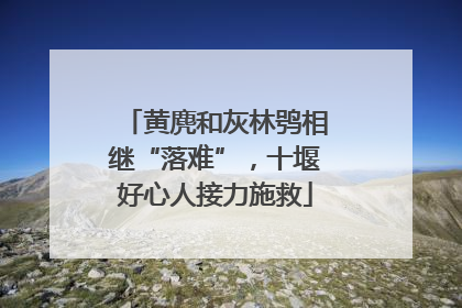 黄麂和灰林鸮相继“落难”，十堰好心人接力施救