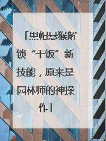 黑帽悬猴解锁“干饭”新技能，原来是园林师的神操作